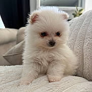 Louis is registered to the contest to win money with this photo: dog, puppy, small_dog, white_fur, fluffy, pet, indoor, blanket, couch, sitting, paws, face, eyes, nose, ears, closeup, portrait, cute, adorable, soft_texture