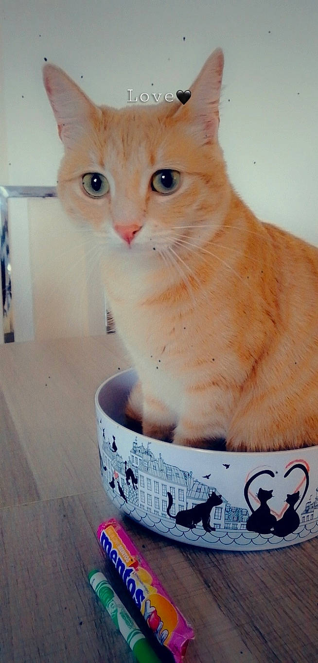 Nouméa a rejoint le concours — aidez-le/la à gagner de superbes lots ! aegean_cat, asian, carnivore, cat, domestic_short_haired_cat, european_shorthair, fawn, felidae, kitten, small_to_medium_sized_cats, whiskers