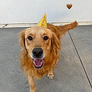 Raya is registered to the contest to win money with this photo: dog, golden_retriever, party_hat, happy, tongue_out, outdoor, concrete, tail, pet, canine, celebration, festive, animal, brown, friendly, smiling, paw, muzzle, ears, heart_emoji