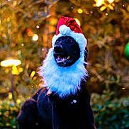 Olive joined the competition — help win amazing prizes! dog, black_dog, santa_hat, beard, christmas, holiday, festive, outdoor, grass, lights, blurred_background, happy, pet, animal, canine, smiling, costume, celebration, winter, seasonal