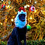 dog, black_dog, santa_hat, christmas, holiday, festive, beard, outdoor, grass, ornaments, lights, decoration, celebration, pet, animal, cute, seasonal, portrait, nature, holiday_spirit