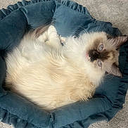 Chloe is registered to the contest to win money with this photo: cat, fluffy, pet_bed, blue, carpet, relaxed, indoor, feline, long_hair, cream_color, dark_markings, eyes, whiskers, ears, resting, cute, cozy, animal, soft, comfortable