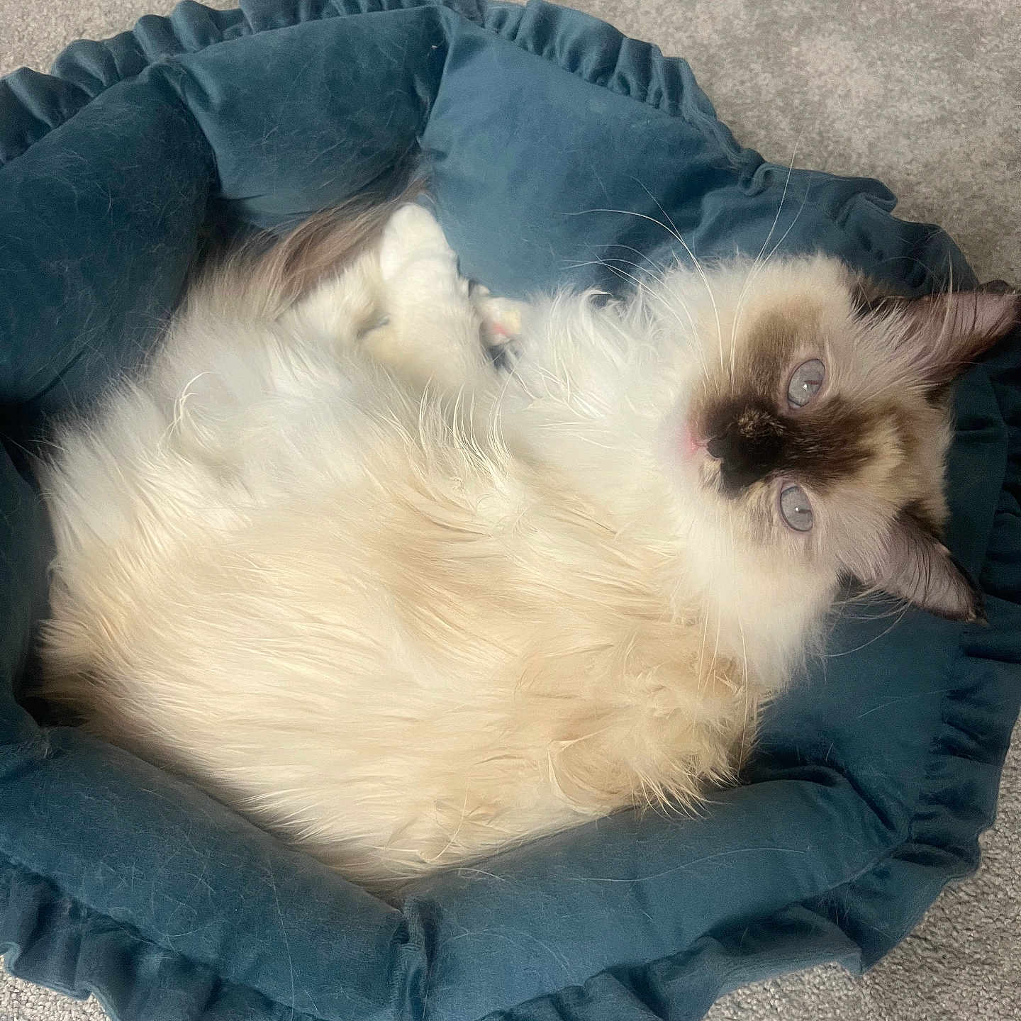 Chloe is registered to the contest to win money with this photo: cat, fluffy, pet_bed, blue, carpet, relaxed, indoor, feline, long_hair, cream_color, dark_markings, eyes, whiskers, ears, resting, cute, cozy, animal, soft, comfortable