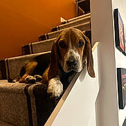 Waylan is registered to the contest to win money with this photo: dog, beagle, puppy, stairs, carpet, indoor, pet, animal, brown, white, black, resting, cute, head, paw, railing, wall, orange, portrait, young