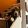 dog, beagle, puppy, stairs, carpet, indoor, pet, animal, brown, white, black, resting, cute, head, paw, railing, wall, orange, portrait, young