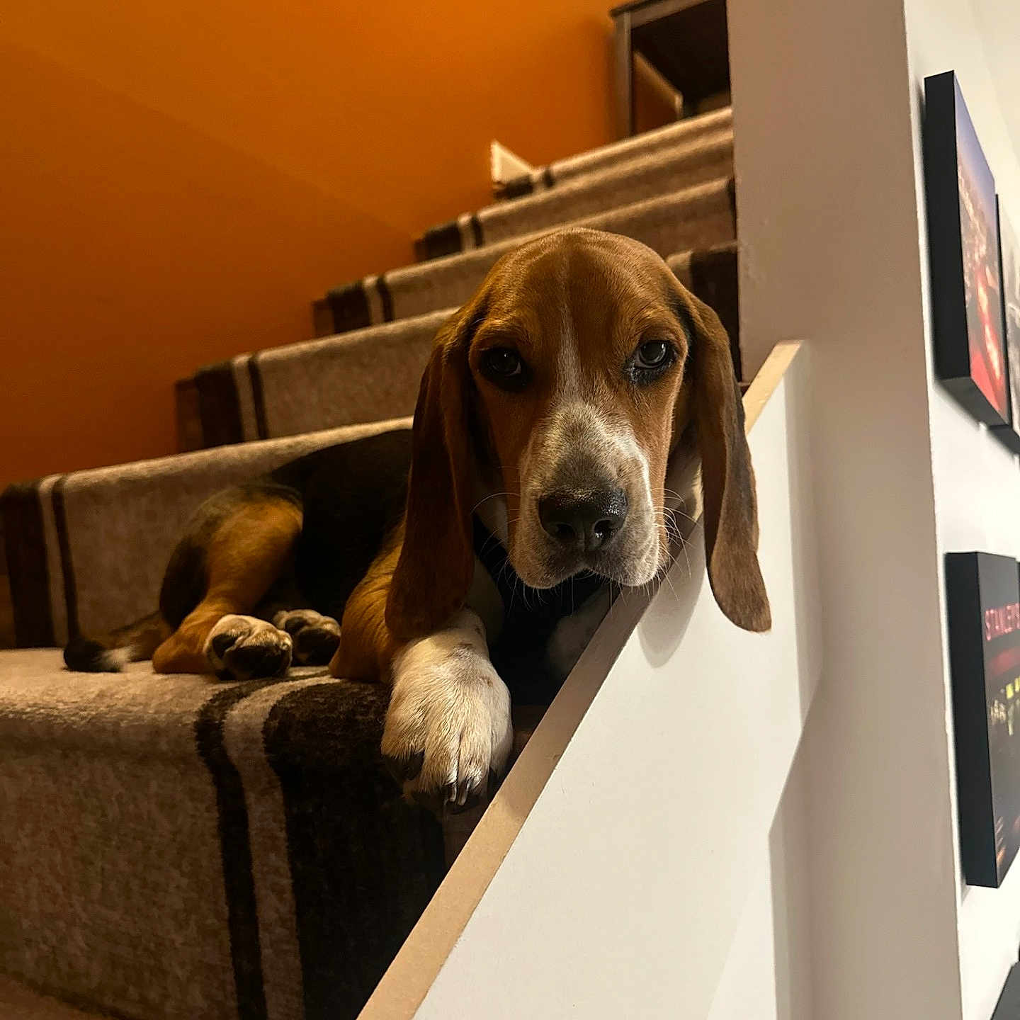 Waylan is registered to the contest to win money with this photo: dog, beagle, puppy, stairs, carpet, indoor, pet, animal, brown, white, black, resting, cute, head, paw, railing, wall, orange, portrait, young