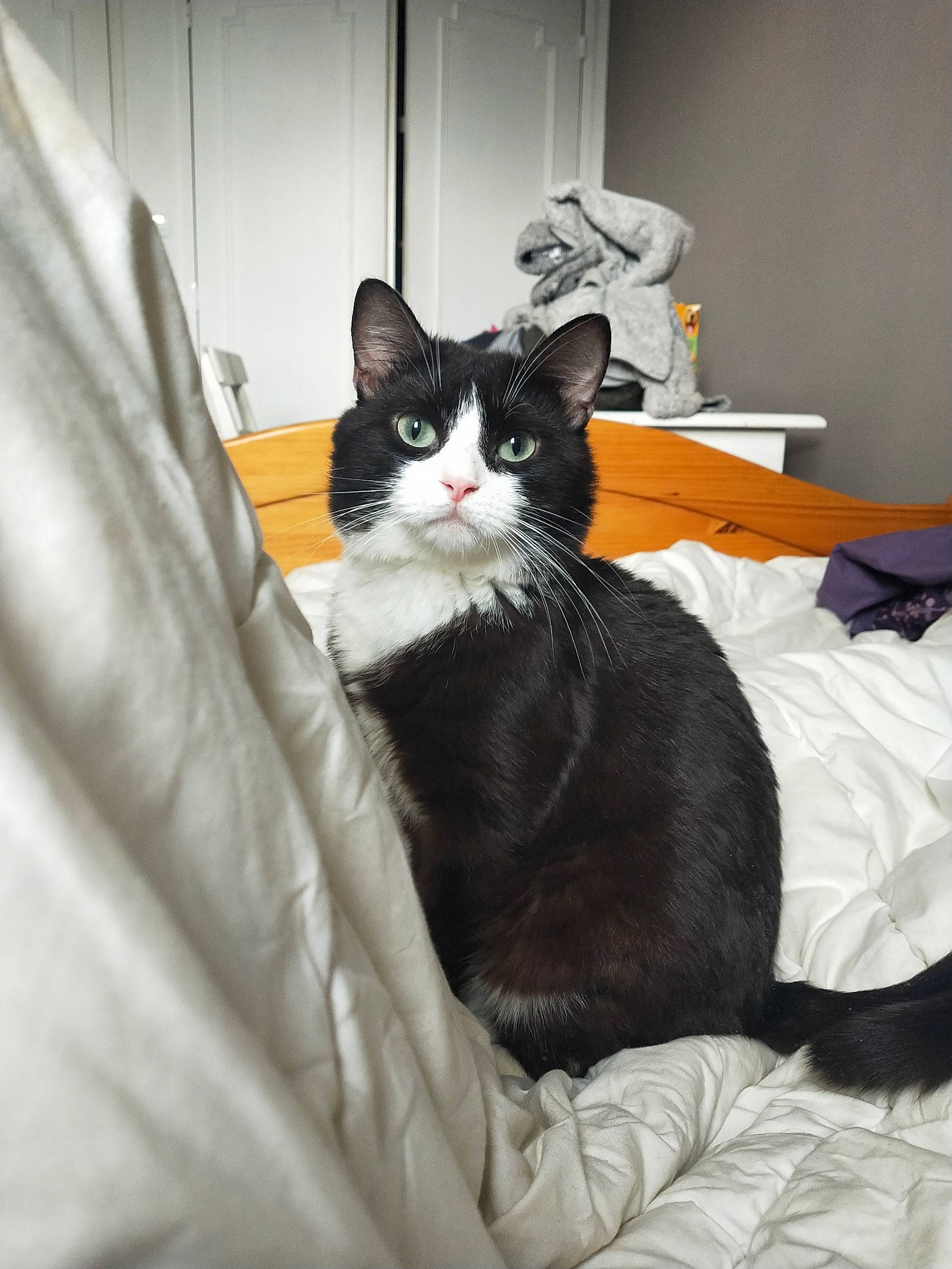 Maestro a rejoint le concours — aidez-le/la à gagner de superbes lots ! bed, black_and_white, black_cat, carnivore, cat, comfort, domestic_short_haired_cat, european_shorthair, felidae, fur, furniture, kitten, norwegian_forest_cat, room, small_to_medium_sized_cats, whiskers