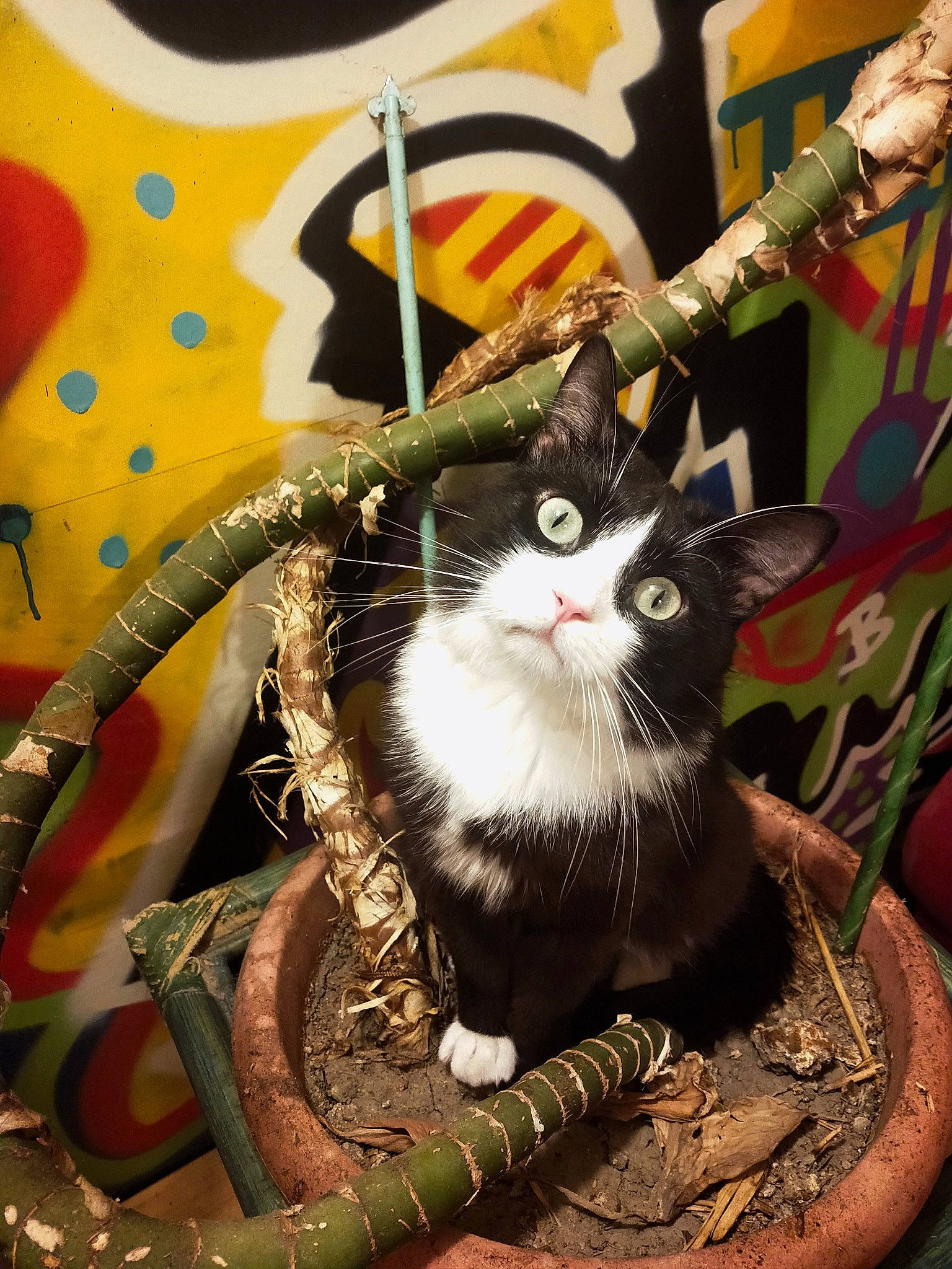 Maestro a rejoint le concours — aidez-le/la à gagner de superbes lots ! carnivore, cat, domestic_short_haired_cat, european_shorthair, felidae, illustration, kitten, maine_coon, norwegian_forest_cat, plant, small_to_medium_sized_cats, tabby_cat, tree, whiskers, wild_cat