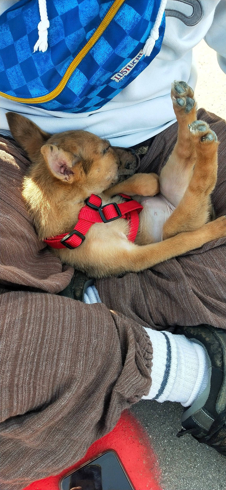 Molly participe au concours pour gagner de l'argent avec cette photo : canidae, carnivore, companion_dog, dog, dog_breed, fawn, puppy