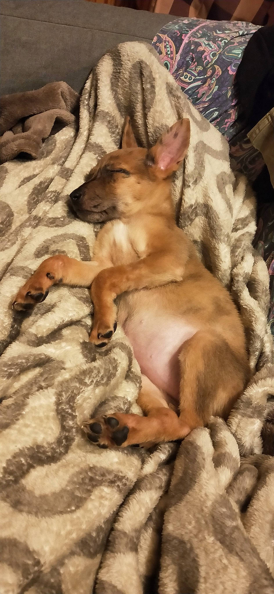 Molly a rejoint le concours — aidez-le/la à gagner de superbes lots ! black_mouth_cur, canidae, carnivore, dog, dog_breed, fawn, mammal, non_sporting_group, vertebrate