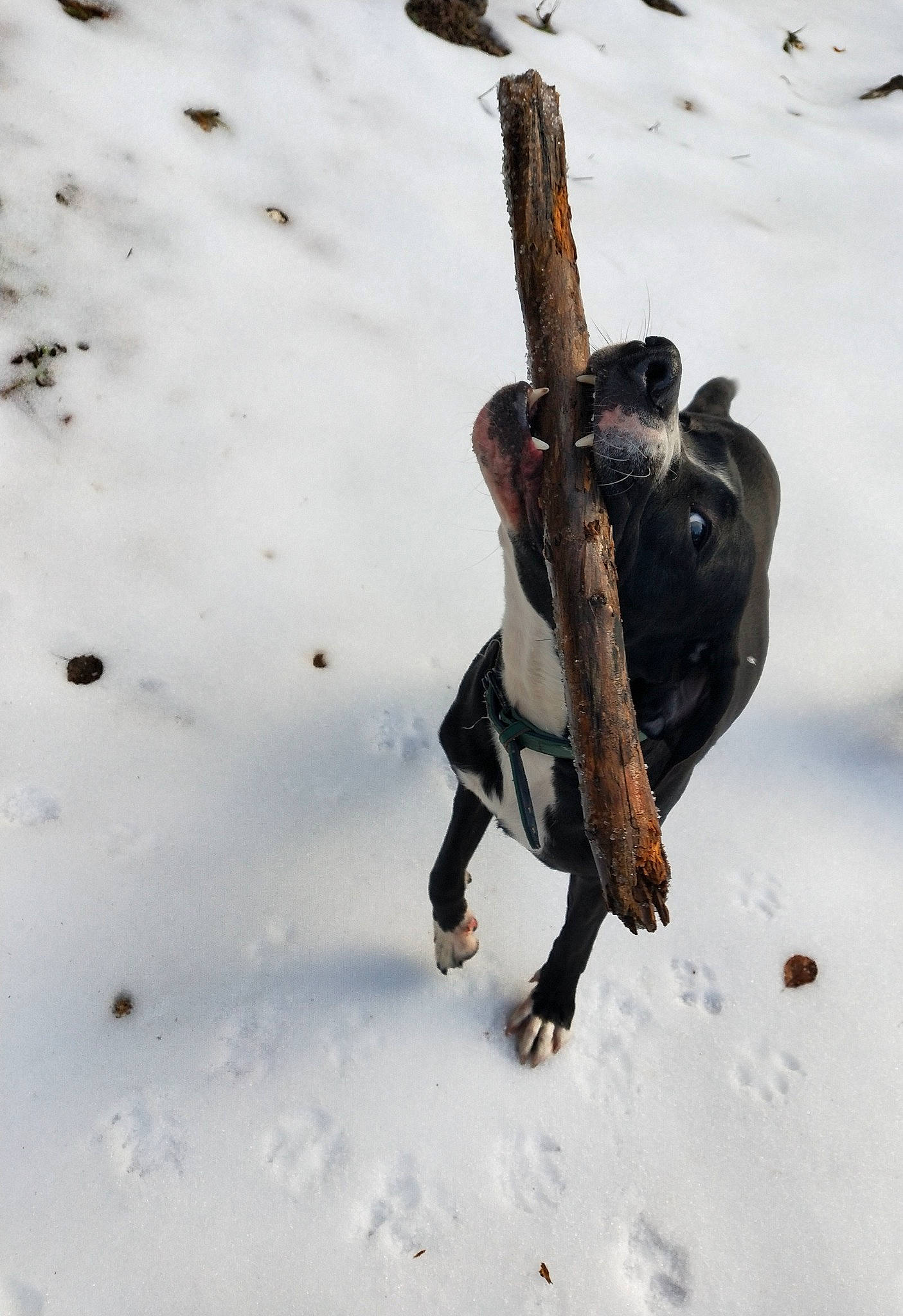 Nala participe au concours pour gagner de l'argent avec cette photo : canidae, carnivore, dog, dog_breed, guard_dog, snout, snow, sporting_group, tail, winter