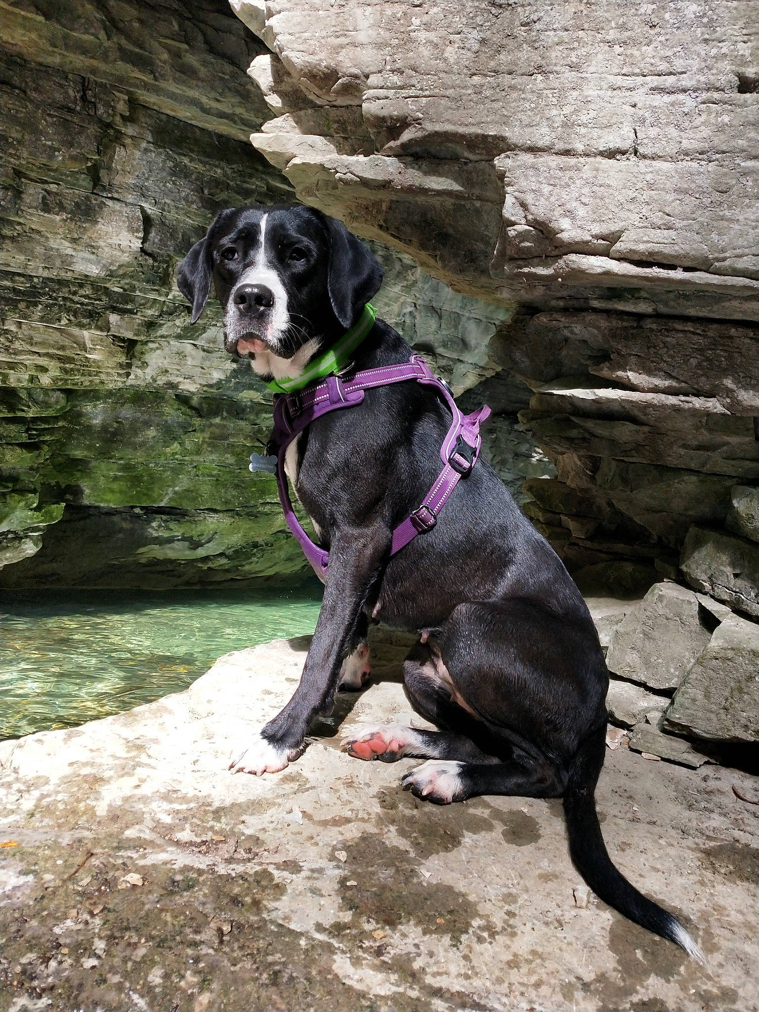 Nala participe au concours pour gagner de l'argent avec cette photo : adventure, canidae, carnivore, dog, dog_breed, great_dane, hunting_dog, leash, non_sporting_group, sporting_group, tail