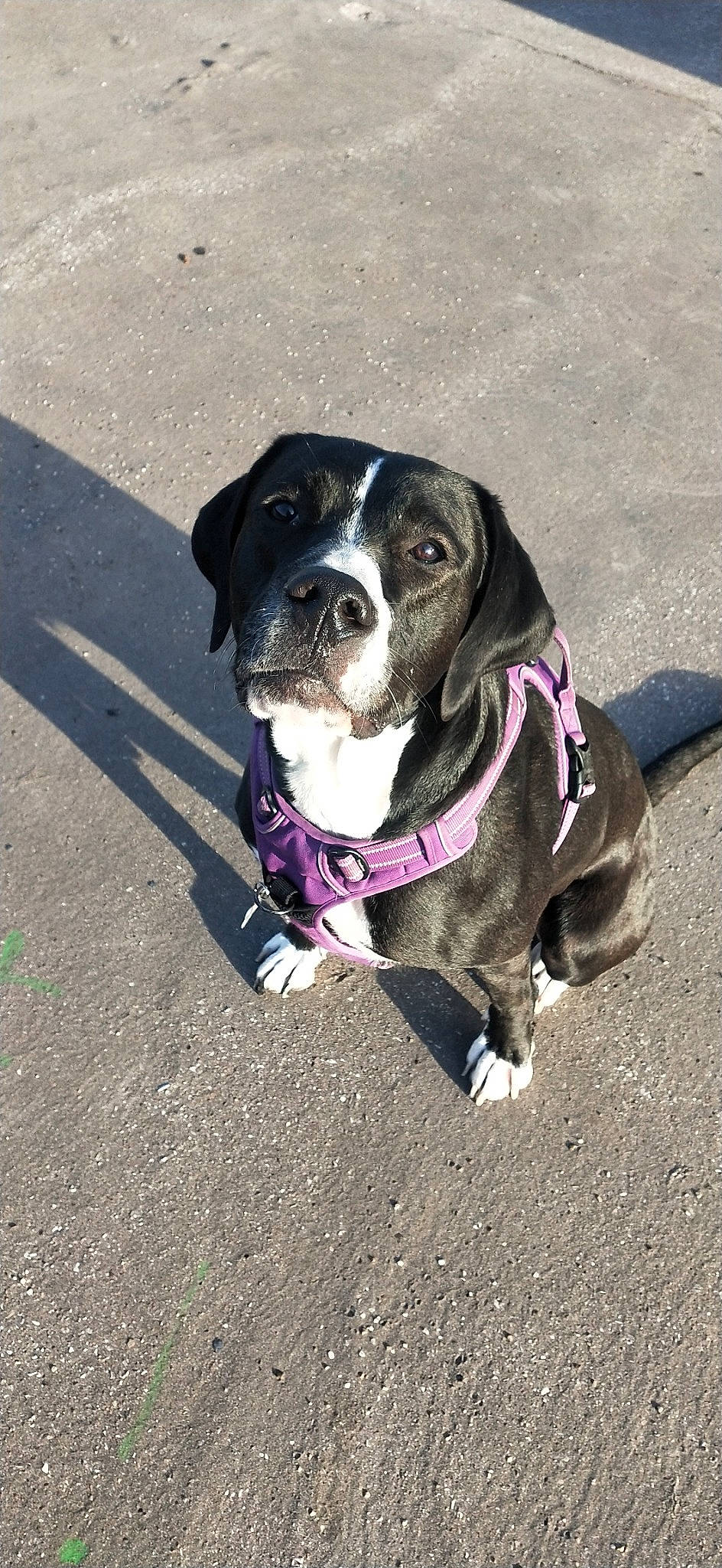 Nala a rejoint le concours — aidez-le/la à gagner de superbes lots ! american_pit_bull_terrier, american_staffordshire_terrier, canidae, carnivore, collar, companion_dog, dog, dog_breed, dog_collar, fawn, leash, mammal, non_sporting_group, pit_bull, rare_breed_dog, snout, sporting_group, staffordshire_bull_terrier, valley_bulldog, working_dog