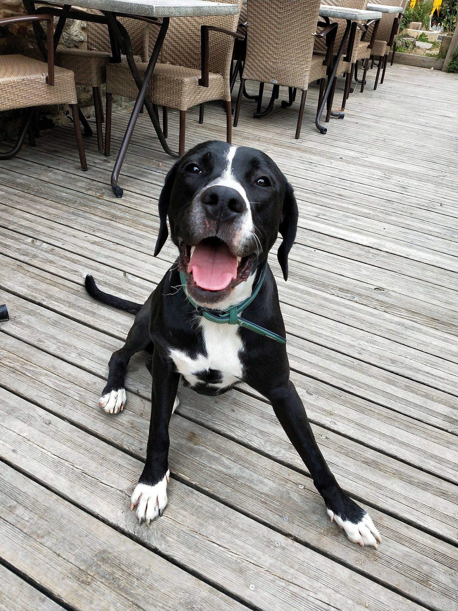 Nala a rejoint le concours — aidez-le/la à gagner de superbes lots ! beagador, canidae, carnivore, dog, dog_breed, great_dane, guard_dog, hunting_dog, mammal, non_sporting_group, pointer, puppy, rare_breed_dog, sporting_group, tail, working_dog