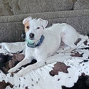 Dutton joined the competition — help win amazing prizes! dog, small_dog, white_dog, brown_patch, collar, pet, lying_down, blanket, cow_print, couch, indoor, furniture, canine, fur, ears, animal, resting, domestic_animal, companion, alert