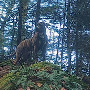 Rony a rejoint le concours — aidez-le/la à gagner de superbes lots ! animal, bark, canine, daylight, dog, earth, environment, forest, greenery, hill, leaf, moss, nature, outdoor, pet, scenery, standing, trees, wildlife, woodland