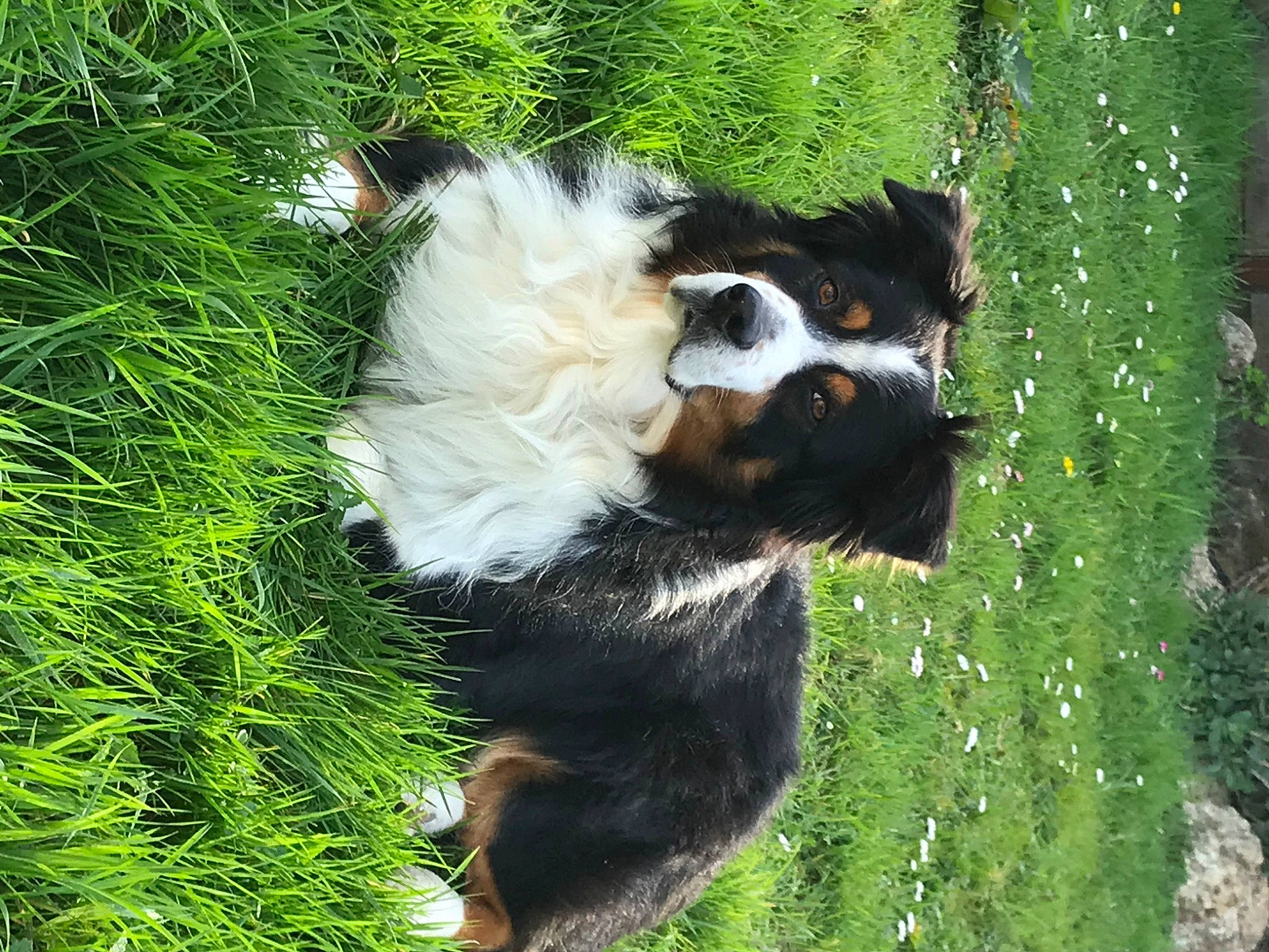 Eragon participe au concours pour gagner de l'argent avec cette photo : bernese_mountain_dog, canidae, carnivore, cavalier_king_charles_spaniel, companion_dog, dog, dog_breed, english_shepherd, grass, plant, puppy, sporting_group, tail
