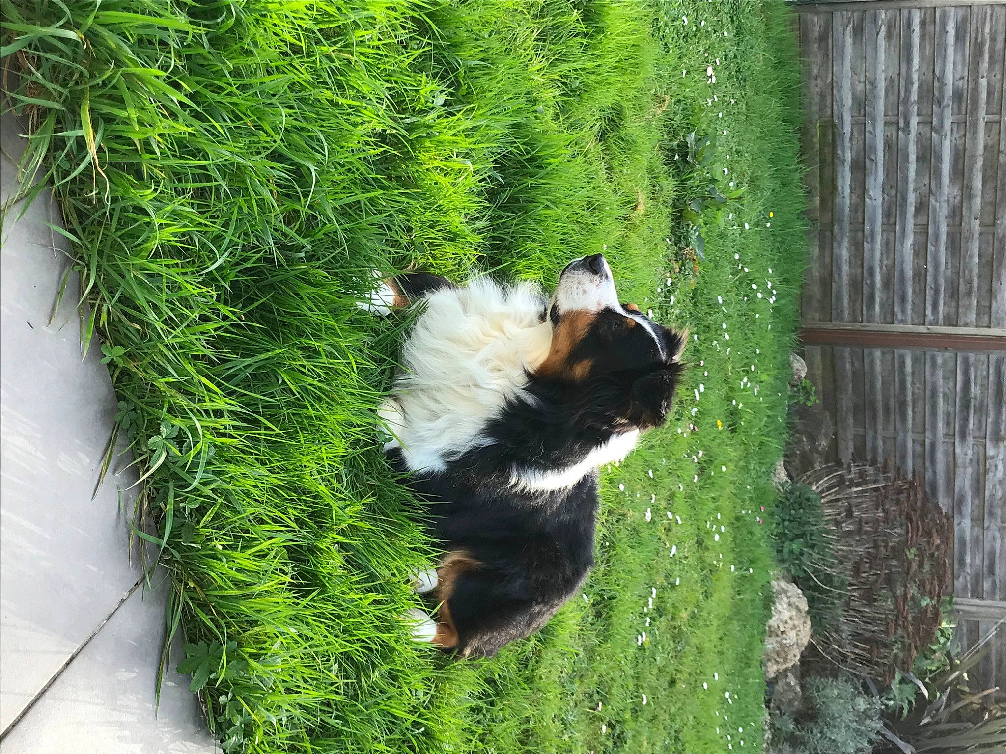 Eragon participe au concours pour gagner de l'argent avec cette photo : canidae, carnivore, cat, felidae, fur, grass, grass_family, plant, small_to_medium_sized_cats, tail, tree