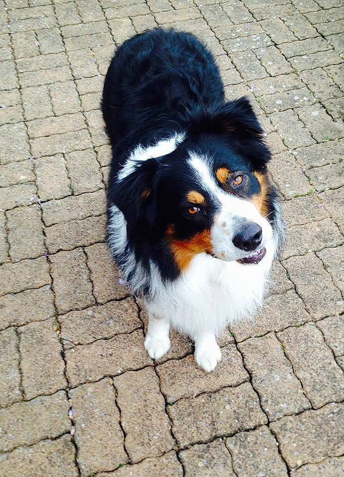 Eragon a rejoint le concours — aidez-le/la à gagner de superbes lots ! australian_collie, australian_shepherd, bernese_mountain_dog, border_collie, canidae, carnivore, companion_dog, dog, dog_breed, english_shepherd, herding_dog, mammal, miniature_australian_shepherd, rare_breed_dog, snout, sporting_group, vertebrate, working_dog