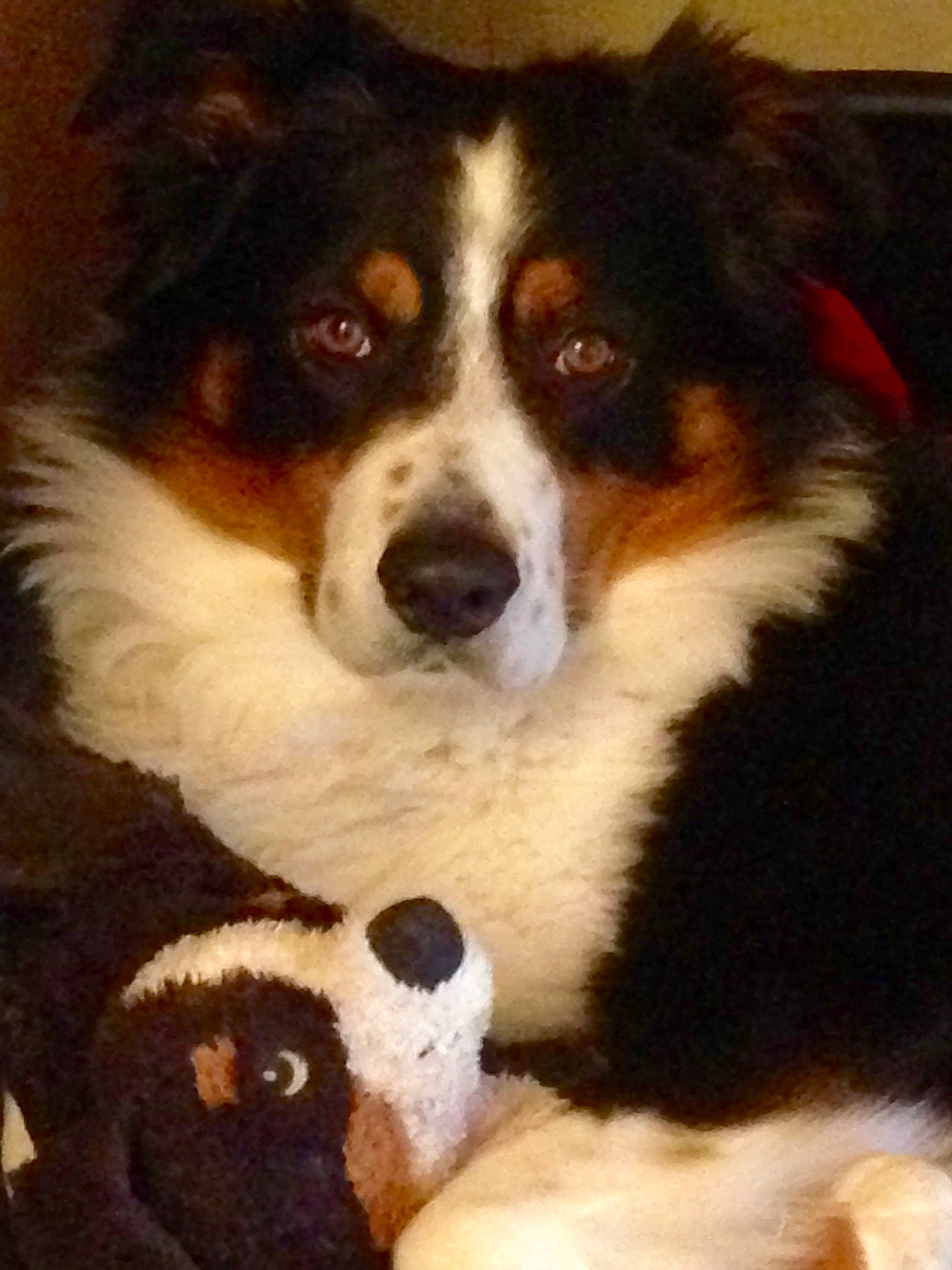 Eragon a rejoint le concours — aidez-le/la à gagner de superbes lots ! australian_collie, australian_shepherd, bernese_mountain_dog, border_collie, canidae, carnivore, companion_dog, dog, dog_breed, english_shepherd, herding_dog, mammal, miniature_australian_shepherd, puppy, rare_breed_dog, snout, sporting_group, vertebrate, welsh_sheepdog, working_dog