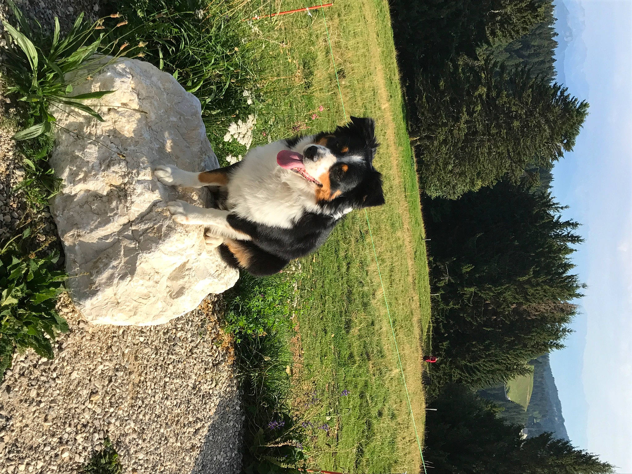 Eragon participe au concours pour gagner de l'argent avec cette photo : canidae, carnivore, dog, dog_breed, grass, plant, shrub, sporting_group, tail, tree