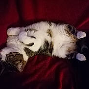 Roemo participe au concours pour gagner de l'argent avec cette photo : abyssinian, animal, armchair, blanket, cat, chair, couch, electronics, furniture, hardware, hardwood, kitten, manx, person, pet, siamese, sleeping, velvet, wood