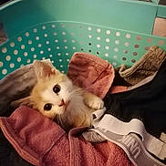 Biscotte participe au concours pour gagner de l'argent avec cette photo : kitten, cat, laundry_basket, towel, clothing, indoor, pet, cute, cozy, curious, fur, small_animal, domestic_animal, resting, pink_towel, household, soft_texture, playful, relaxed, close_up