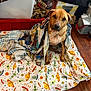 alien_pattern, animal, bedspread, blanket, brown_dog, clutter, colorful, cozy, curious, dog, domestic, fabric, indoor, looking_up, pet, seated, storage_bins, stuffed_animals, toy, wooden_floor