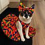 animal, blue_eyes, bow, cat, colorful, costume, cute, domestic_animal, dress, fashion, feline, flooring, indoor, looking_at_camera, mat, patterned_clothing, pet, portrait, siamese_cat, sitting