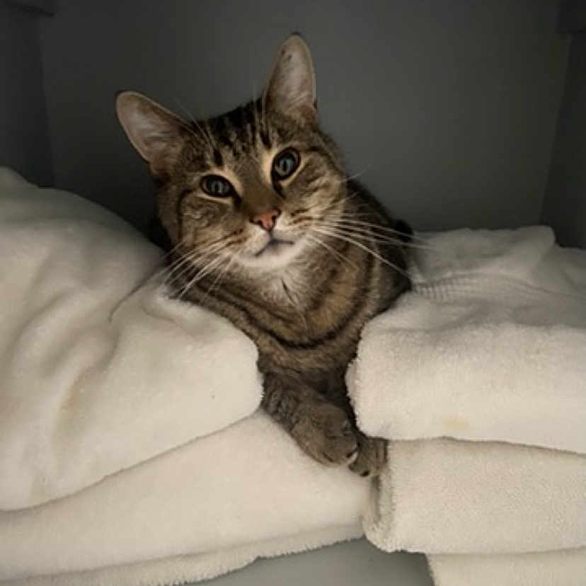 Bubba is registered to the contest to win money with this photo: cat, tabby, pet, animal, feline, portrait, face, eyes, ears, whiskers, indoor, bed, blanket, white_blanket, cozy, home, sitting, looking_at_camera, gray_fur, sleeping_area