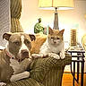 dog, cat, pets, animal, sitting, armchair, indoors, living_room, lamp, furniture, cushion, orange_cat, white_cat, brown_dog, collar, relaxed, portrait, cozy, home_decor, companionship