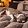 dog, sleeping, bed, blanket, pillow, cozy, indoor, lantern, warm_light, fur, rest, pet, comfort, brown, white, paw_print, home, relaxation, animal, napping