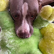 Sage joined the competition — help win amazing prizes! dog, canine, brown_dog, close_up, portrait, snoot, nose, eyes, floppy_ears, short_hair, pet, plush_toy, green_toy, yellow_toy, fuzzy_texture, cozy, indoor, couch, warm_lighting, cute