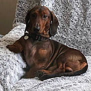 Philou a rejoint le concours — aidez-le/la à gagner de superbes lots ! animal, blanket, brown, canine, chair, collar, comfort, cozy, cute, dachshund, dog, fluffy, fur, home, indoor, pet, portrait, relaxed, resting, texture