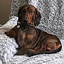animal, blanket, brown, canine, chair, collar, comfort, cozy, cute, dachshund, dog, fluffy, fur, home, indoor, pet, portrait, relaxed, resting, texture