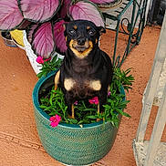 Angel joined the competition — help win amazing prizes! dog, flower_pot, plant, flower, greenery, outdoor, pet, black_dog, tan_markings, small_dog, cute, garden, porch, pottery, nature, animal, sitting, colorful, leaves, happy