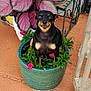 dog, flower_pot, plant, flower, greenery, outdoor, pet, black_dog, tan_markings, small_dog, cute, garden, porch, pottery, nature, animal, sitting, colorful, leaves, happy