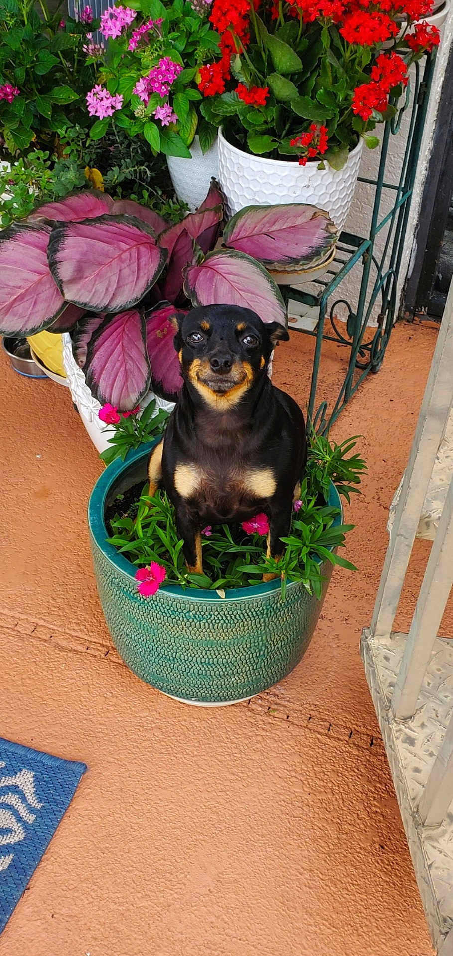 Angel joined the competition — help win amazing prizes! dog, flower_pot, plant, flower, greenery, outdoor, pet, black_dog, tan_markings, small_dog, cute, garden, porch, pottery, nature, animal, sitting, colorful, leaves, happy