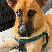 Hawke joined the competition — help win amazing prizes! animal, bed, blue_eye, brown_eye, canine, close_up, companion, cute, dog, domestic_animal, ears, fur, harness, heterochromia, indoor, lying_down, pet, relaxed, snout, whiskers