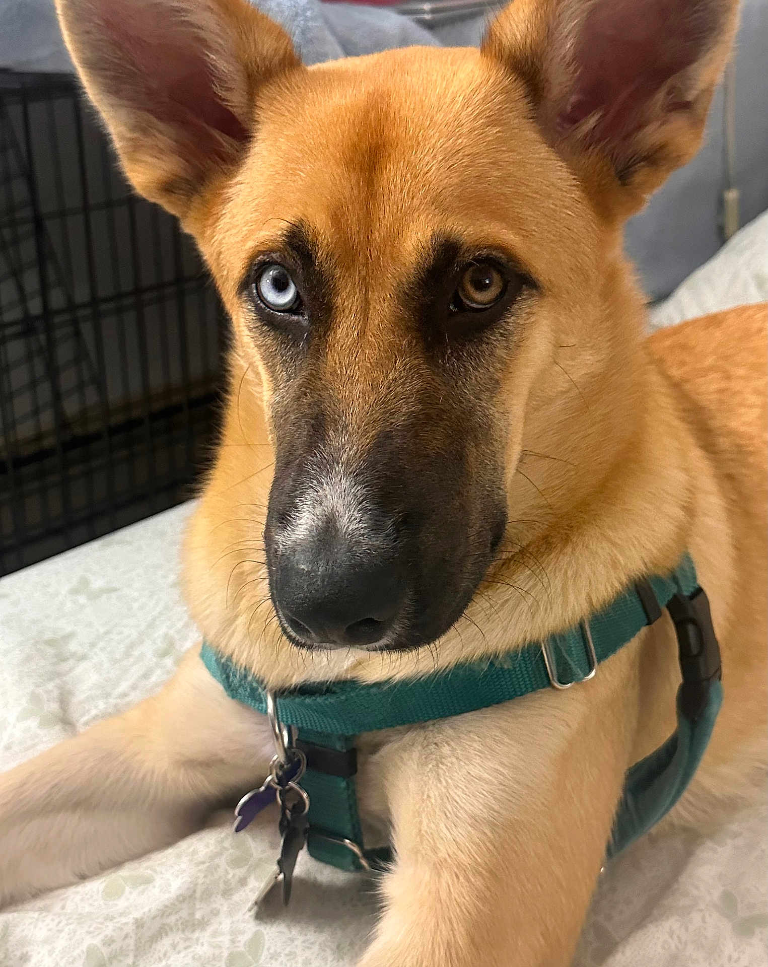 Hawke joined the competition — help win amazing prizes! animal, bed, blue_eye, brown_eye, canine, close_up, companion, cute, dog, domestic_animal, ears, fur, harness, heterochromia, indoor, lying_down, pet, relaxed, snout, whiskers