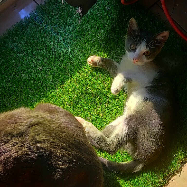 Alien joined the competition — help win amazing prizes! accessories, animal, backyard, bear, canine, cat, field, grass, grassland, green, kitten, lawn, manx, moss, nature, outdoors, pet, plant, pottedplant, yard