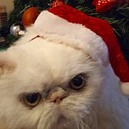 Pretty Boy joined the competition — help win amazing prizes! cat, white_cat, fluffy, santa_hat, christmas, holiday, festive, pet, animal, close_up, face, fur, indoors, decorations, tree, ornaments, cute, eyes, holiday_hat, christmas_tree