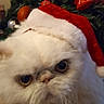 cat, white_cat, fluffy, santa_hat, christmas, holiday, festive, pet, animal, close_up, face, fur, indoors, decorations, tree, ornaments, cute, eyes, holiday_hat, christmas_tree