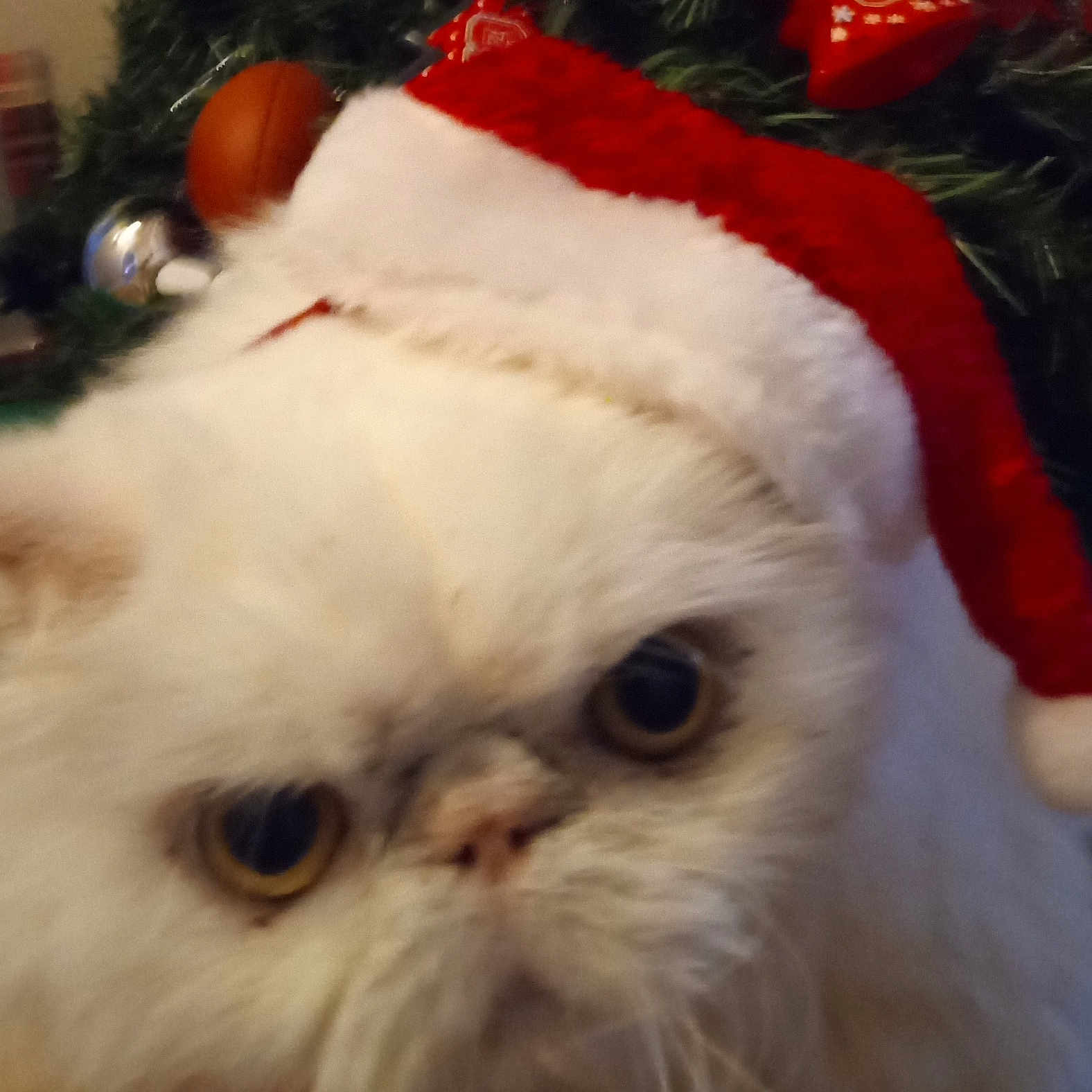 Pretty Boy joined the competition — help win amazing prizes! cat, white_cat, fluffy, santa_hat, christmas, holiday, festive, pet, animal, close_up, face, fur, indoors, decorations, tree, ornaments, cute, eyes, holiday_hat, christmas_tree