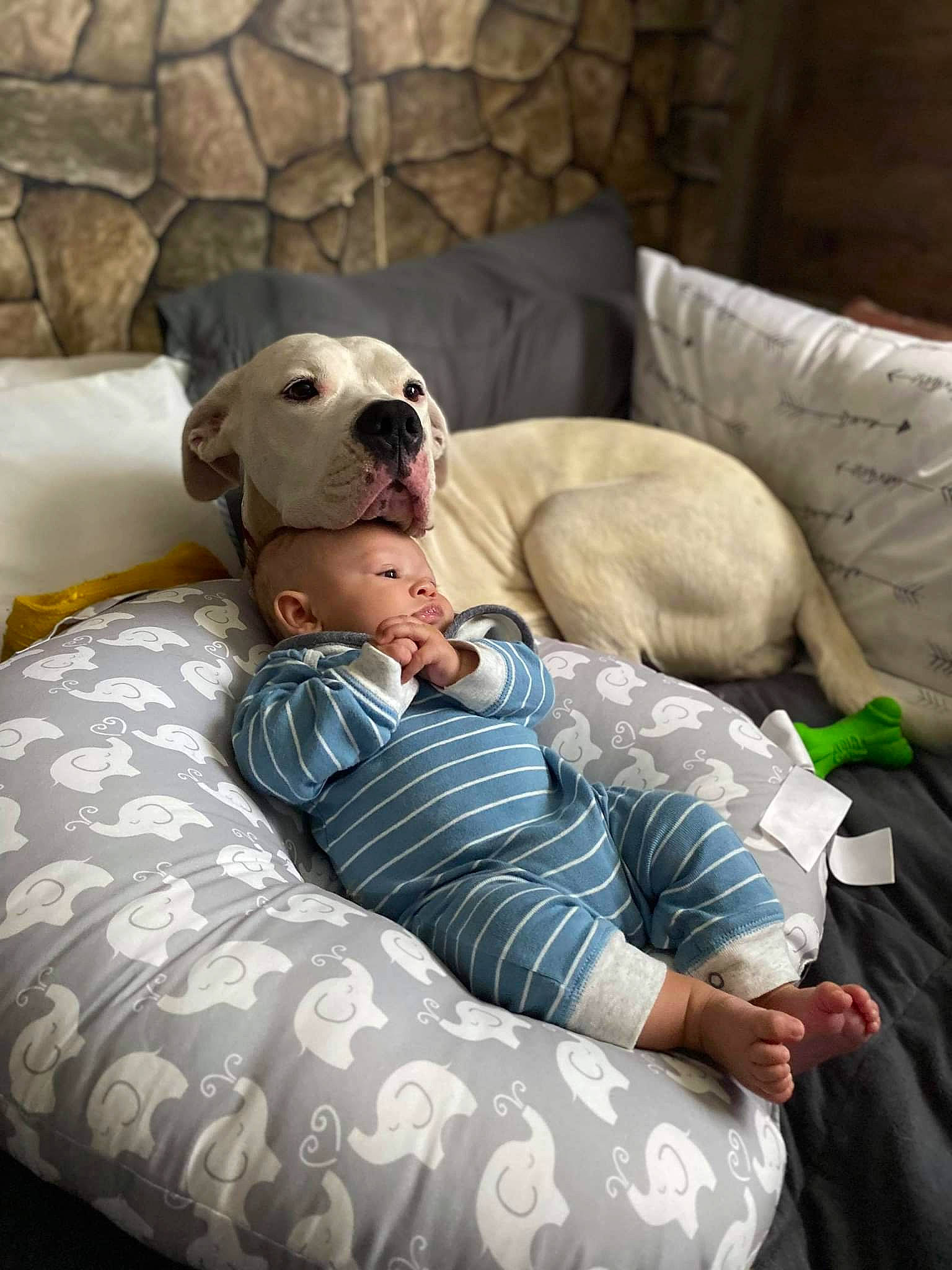 Daisy May joined the competition — help win amazing prizes! baby, ball, canidae, carnivore, child, comfort, companion_dog, couch, dog_breed, fawn, football, fun, fur, leisure, recreation, sitting, stuffed_toy, teddy_bear, toddler, toy