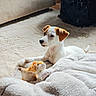 Baya participe au concours pour gagner de l'argent avec cette photo : puppy, dog, toy, plush_toy, blanket, indoor, carpet, white_fur, brown_ears, pet, cute, animal, resting, soft_texture, cozy, small_dog, looking_away, furniture, home, floor