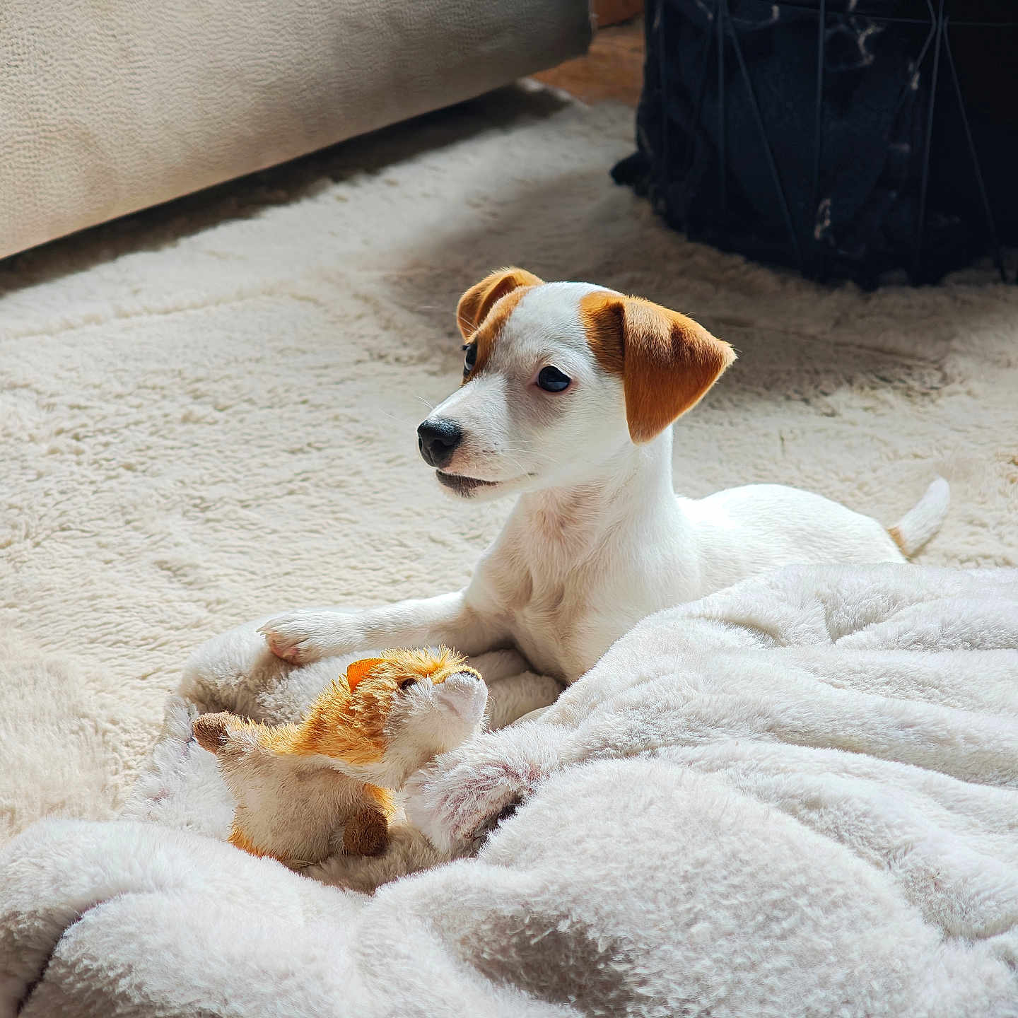 Baya participe au concours pour gagner de l'argent avec cette photo : puppy, dog, toy, plush_toy, blanket, indoor, carpet, white_fur, brown_ears, pet, cute, animal, resting, soft_texture, cozy, small_dog, looking_away, furniture, home, floor