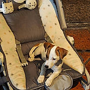 Baya participe au concours pour gagner de l'argent avec cette photo : puppy, dog, baby_rocker, plush_toys, cushion, sunlight, tile_floor, brown_and_white, small_dog, pet, indoor, comfort, resting, animal, cute, playful, fabric, seat, striped, young_dog