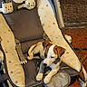 puppy, dog, baby_rocker, plush_toys, cushion, sunlight, tile_floor, brown_and_white, small_dog, pet, indoor, comfort, resting, animal, cute, playful, fabric, seat, striped, young_dog