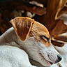 Baya a rejoint le concours — aidez-le/la à gagner de superbes lots ! dog, sleeping, close_up, brown_and_white, pet, fur, resting, animal, canine, calm, relaxed, indoors, snout, ear, portrait, peaceful, cute, whiskers, nose, background